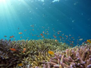 school of fish in body of water