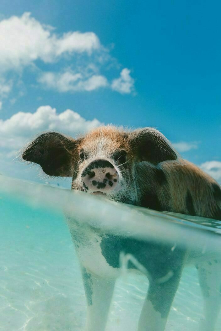 pig walking on body of water during day